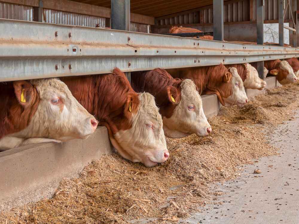 Bullen am Trog Bullen am Trog