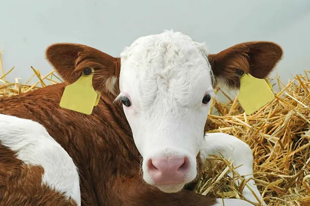 Kalb im Stroh Kalb im Stroh