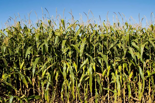Trockengeschädigter Mais Trockengeschädigter Mais