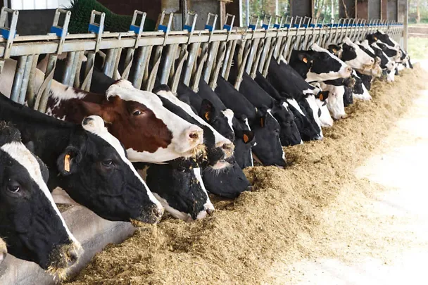 Kühe am Futtertisch Kühe am Futtertisch