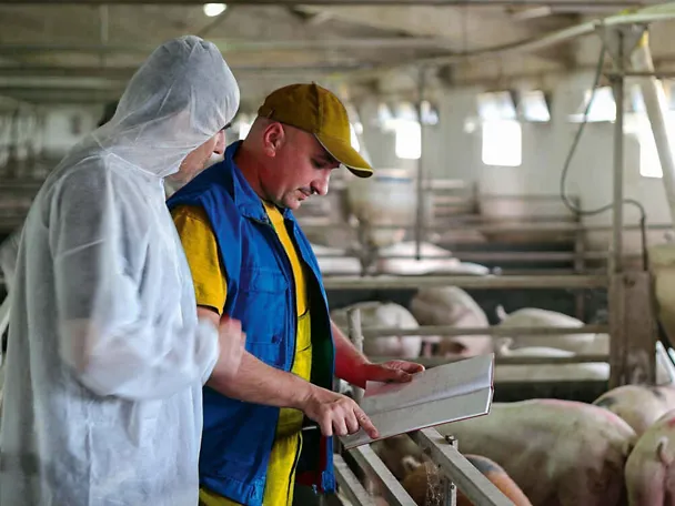 Hygiene im Schweinestall Hygiene im Schweinestall
