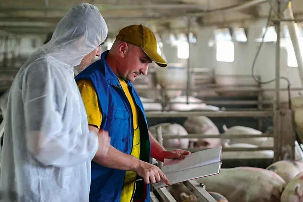 Hygiene im Schweinestall Hygiene im Schweinestall