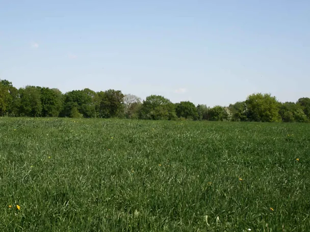 Grasbestand Grasbestand