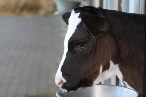 Kalb im Kälberiglu Kalb im Kälberiglu