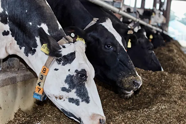 Kühe am Futtertisch Kühe am Futtertisch