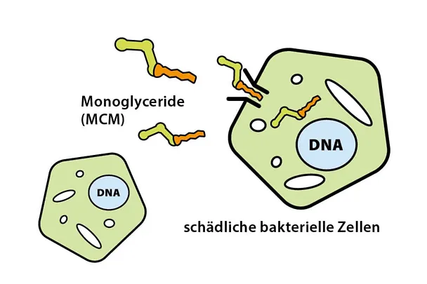 Monoglyceride Monoglyceride