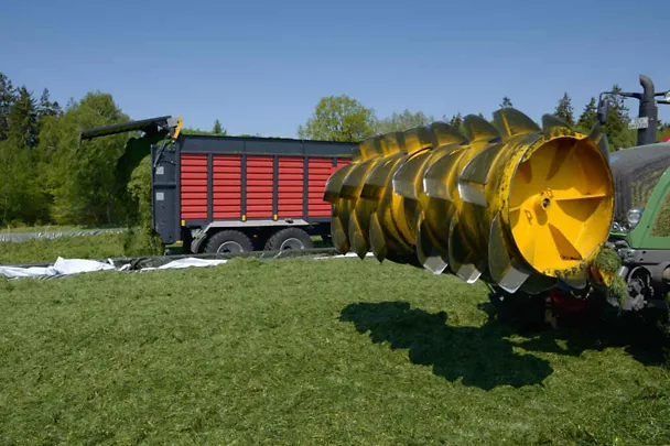 Grasschnitt Grasschnitt