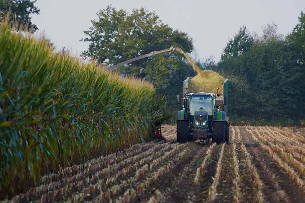 Maissilage ernten Maissilage ernten