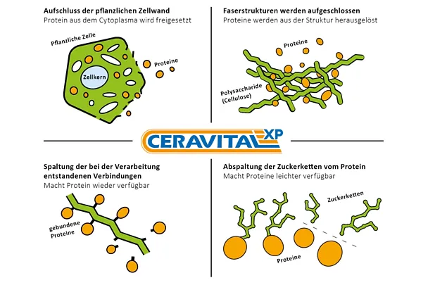 Wirkung von CERAVITAL XP Wirkung von CERAVITAL XP