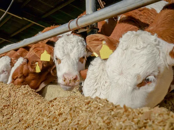 Mastbullen am Futtertisch Mastbullen am Futtertisch