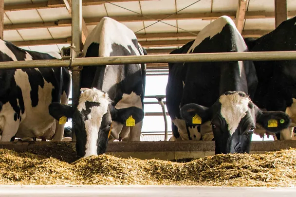 Kühe am Futtertisch Kühe am Futtertisch