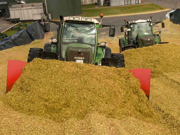 Maissilage Maissilage