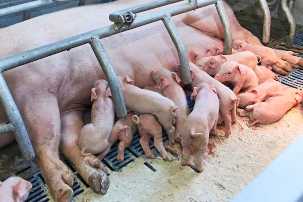 Sau mit Ferkeln Sau mit Ferkeln