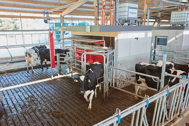 Stall mit TIRSANA AMS Stall mit TIRSANA AMS