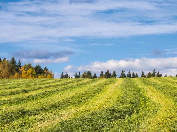 Herbstsilage Herbstsilage