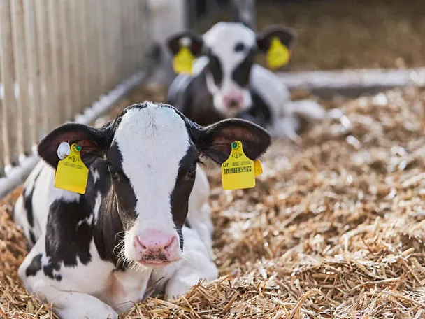 Kälber im Stroh Kälber im Stroh