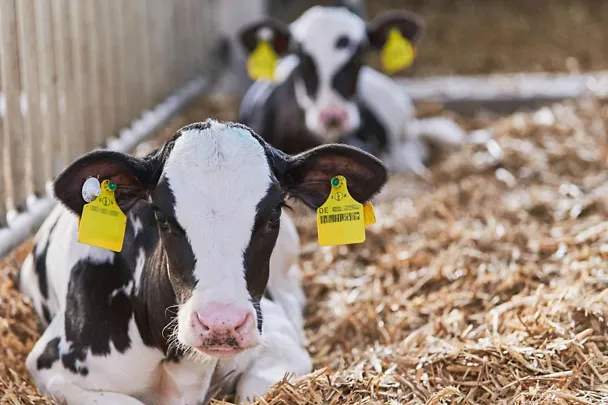 Kälber mi Stroh Kälber mi Stroh