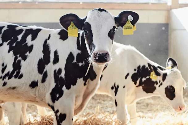 Kalb im Stroh Kalb im Stroh