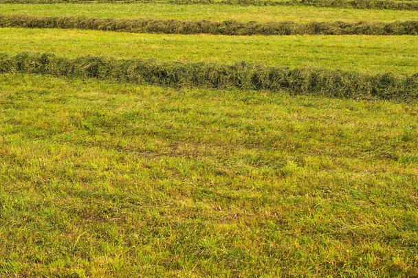 Gemähtes Gras im Schwad Gemähtes Gras im Schwad