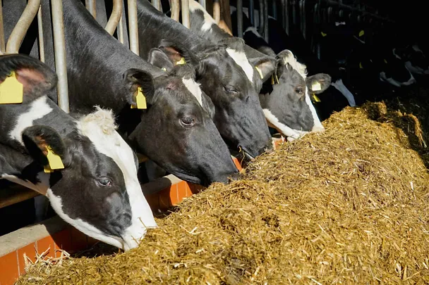 Kühe am Futtertisch Kühe am Futtertisch