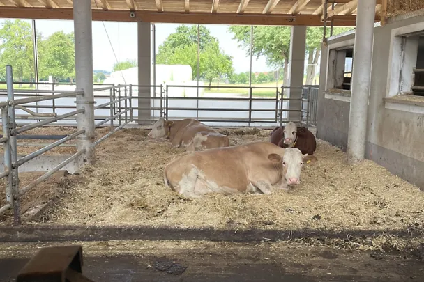 Trockensteherbereich am Betrieb Höritzauer 1 Trockensteherbereich am Betrieb Höritzauer 1
