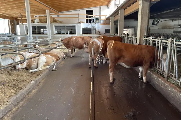 Trockensteherbereich am Betrieb Höritzauer 2 Trockensteherbereich am Betrieb Höritzauer 2