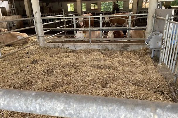 Trockensteherbereich am Betrieb Höritzauer 3 Trockensteherbereich am Betrieb Höritzauer 3