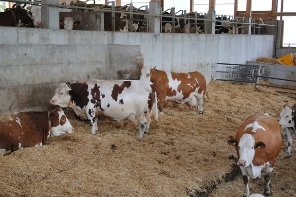 Voglhuber - Trockenstehende Kühe Voglhuber - Trockenstehende Kühe