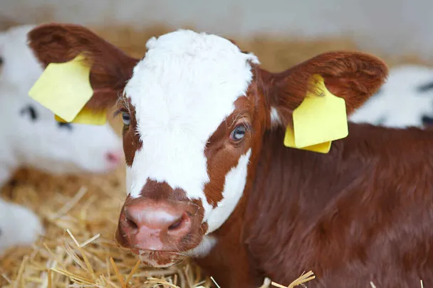 Kälbermanagement Kälbermanagement