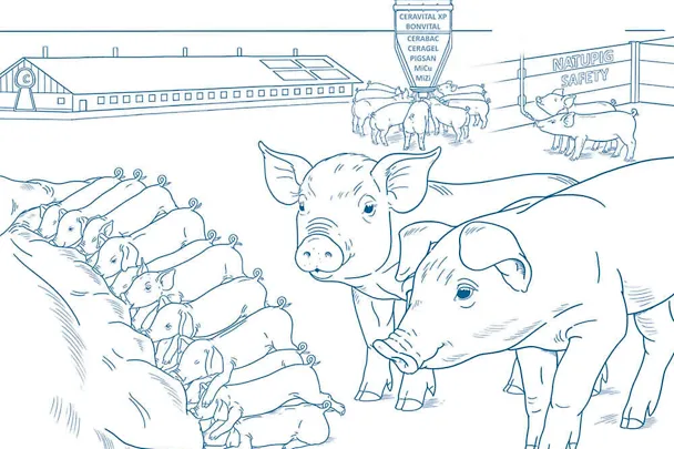 Ferkelaufzucht mit dem SCHAUMANN-Konzept Ferkelaufzucht mit dem SCHAUMANN-Konzept