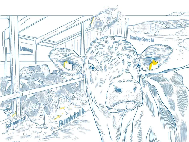 Bullenfütterung mit SCHAUMANN Bullenfütterung mit SCHAUMANN