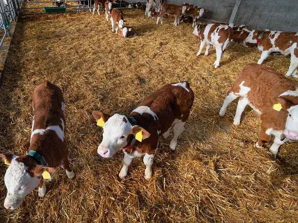 Fresseraufzucht im Stall Fresseraufzucht im Stall