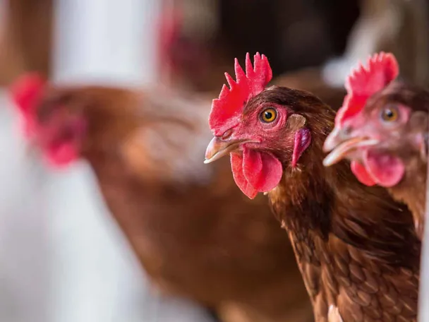 Legehennen Legehennen