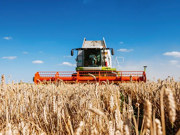 Ein Mähdrescher erntet Weizen Ein Mähdrescher erntet Weizen