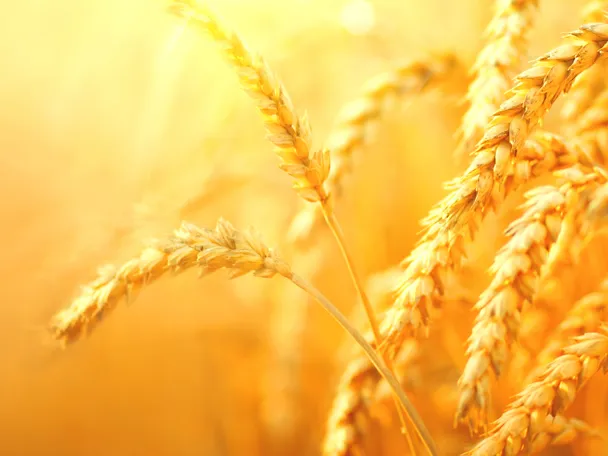 de_ado_getreide de_ado_getreide