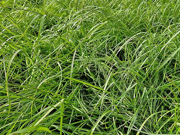 Gräsermischung GREENSTAR NACHSAAT Gräsermischung GREENSTAR NACHSAAT